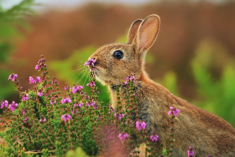 比男人還花心的生肖女有哪些?愛玩的女生