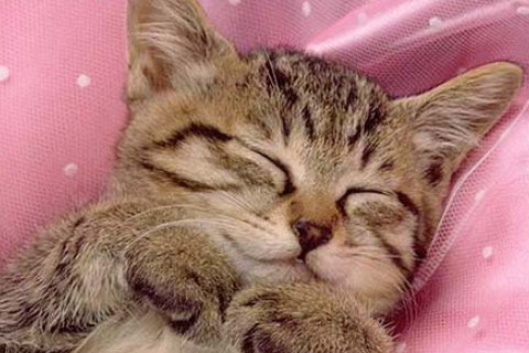 十字紋有什么含義 感情線上有十字紋運勢解析