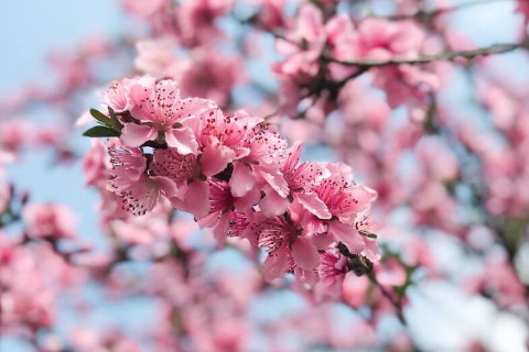 2022年桃花運(yùn)最旺生肖排名,虎年桃花運(yùn)最旺生肖第一名