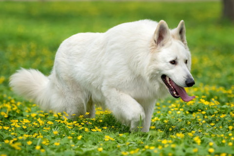 最勤快的生肖是哪一個(gè)?什么生肖最懶