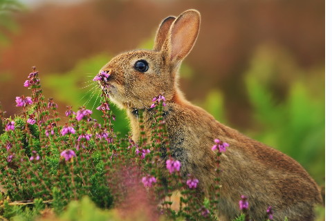 犯太歲會帶來什么影響 如何化解