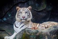 2022年屬虎女生本命年送什么禮物好,虎年屬虎女佩戴什么好