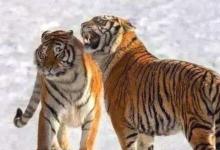 2022年屬虎女本命年應該佩戴什么首飾,虎年屬虎女本命年戴什么好