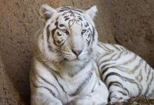 2022年屬虎女性本命年禁忌,虎年虎女2022年本命年好不好