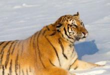 2022年屬虎男本命年適合佩戴什么好,虎年男虎本命年要佩戴什么