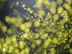 當(dāng)你是老虎的時候 生活最苦嗎?用什么方式?