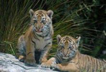 2022年屬虎男性本命年運勢好嗎,虎年屬虎男佩戴什么擋災