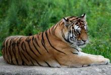 2022年屬虎男生本命年送什么好,虎年男士本命年虎年送什么禮物好