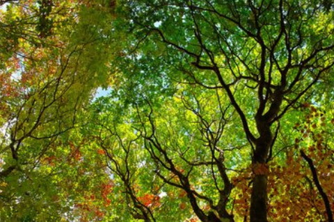 祖墳冒青煙的說法?什么樣祖墳風水才是比較好