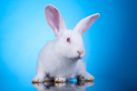 2023年屬兔起名帶什么字好