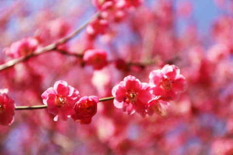 桃花運的由來?如何去找自己的桃花運方位