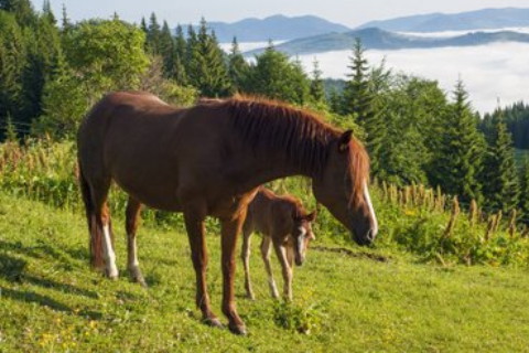 摩羯喜歡一個人的表現是什么樣的