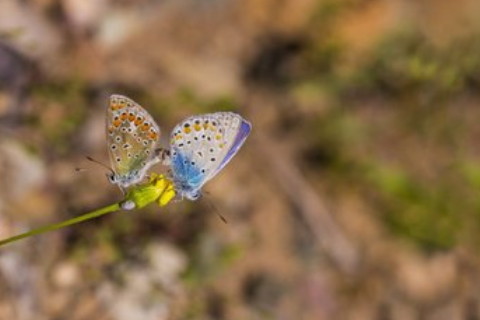 白羊座的女生為什么聰明