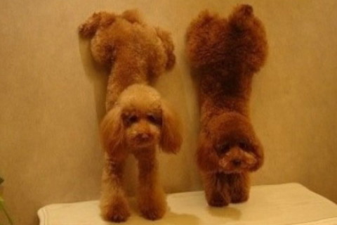 缺土火的雙胞胎女孩名字