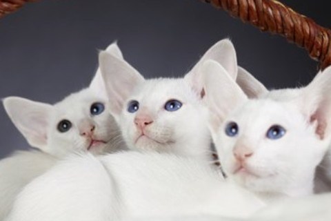 雙子座的理財觀念是什么