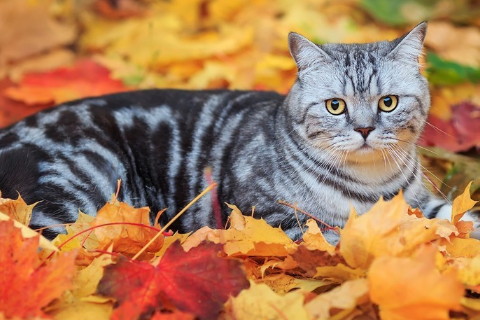 能拴住男人心的生肖女