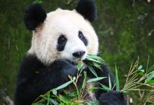 2022年練姓有什么好聽的名字?姓練的來源