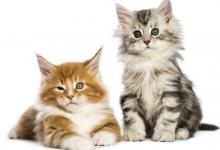 缺土火的雙胞胎女孩名字