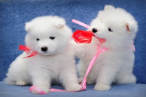 夢里夢見自己在賽車