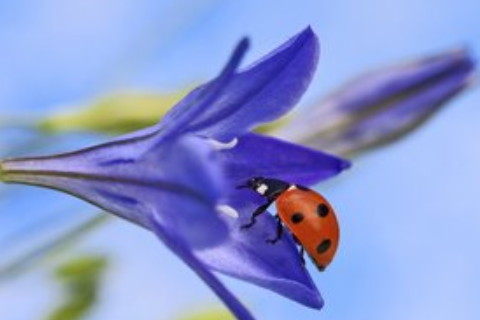 2022年適合哪些生肖結婚