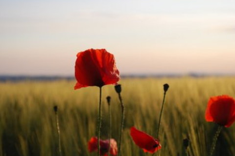 獅子男談戀愛摳門嗎