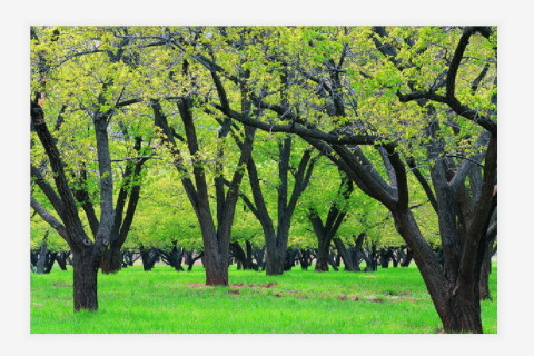 生肖蛇和生肖狗生什么生肖寶寶好