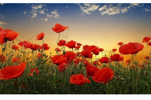 屬豬人的不同血型所表現(xiàn)的性格特征