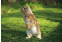 收銀臺擺放什么物件會發財