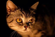 半夜2點貓叫必須注意哪些方面的問題