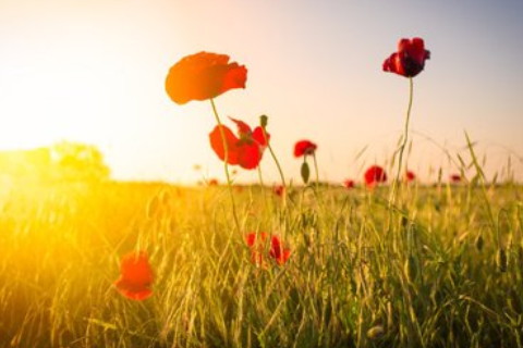 童子命的人害怕什么