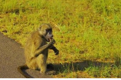 夢見了陌生女人意味著什么