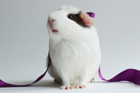 孕婦夢見彩色羽毛的鳥