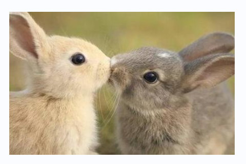 羊與蛇婚配指數如何