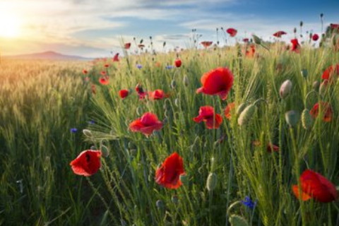 孕婦做夢夢見海豚是什么意思