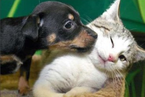 夢到地里的地瓜腐爛了