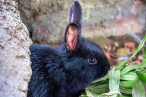 什么命格的人越老越富貴