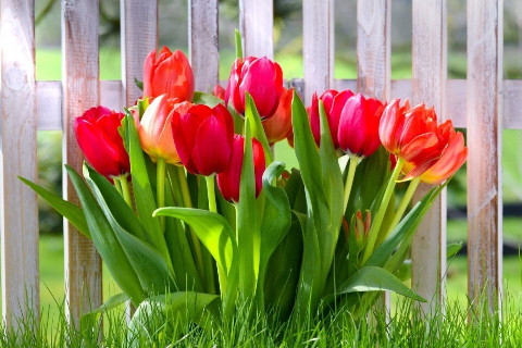 夢見一只小黃鳥落到我手里