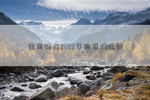 生肖豬在2022年的感情運勢 生肖豬在2022年的感情運勢