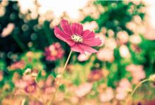 雞排店名字大全