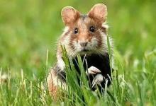 屬鼠2023年犯太歲嗎？