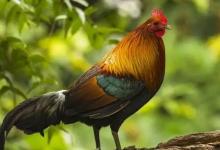 屬雞2023年犯太歲嗎？