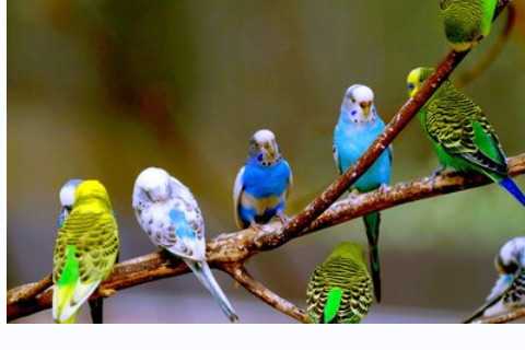 撿到鳥兒是不吉利的嗎