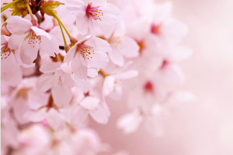 己未年屬羊的是什么命