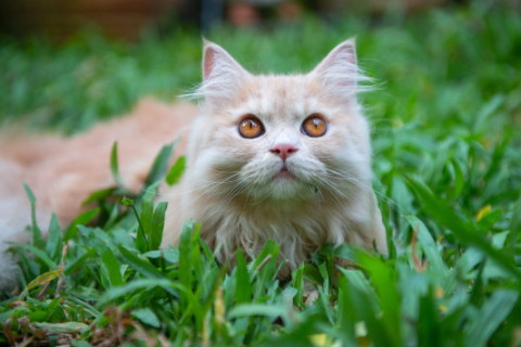 重陽節農歷九月初九出生的生肖蛇好嗎