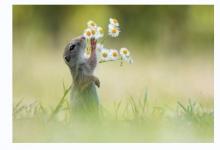 八字納音五行解析——石榴木