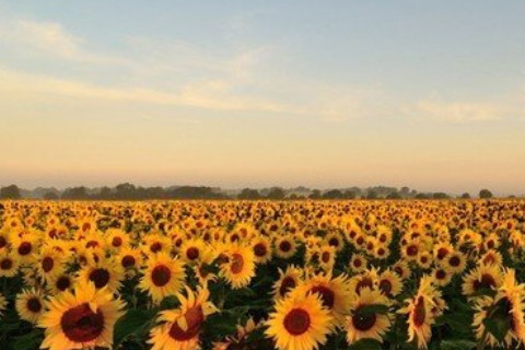 男人五行屬木的特點分析?以身作則一身正氣