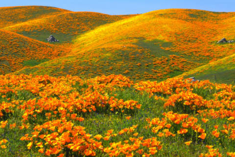 鴻字搭配大氣吉利的名字 韻律優美的鴻字名字