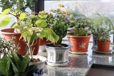 玄關處擺放蘭花對戶主是否有好處?可以提升事業運