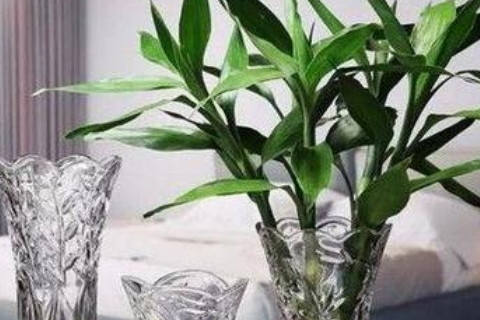 擺放蘭花有哪些作用?凈化空氣可入藥