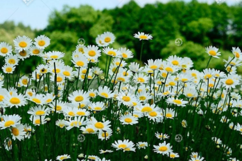 虎皮蘭開花不是好兆頭 虎皮蘭在家養不吉利嗎